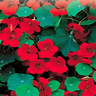 Nasturtium- Empress of India