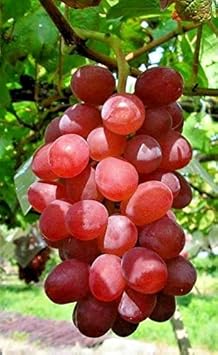 Roman Grapes Fruit Seed Planting - Pack for Unique, Sweet Grape Varieties, Heirloom Grape Seeds