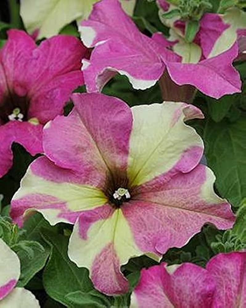 Sophistica - Lime for planting in home garden