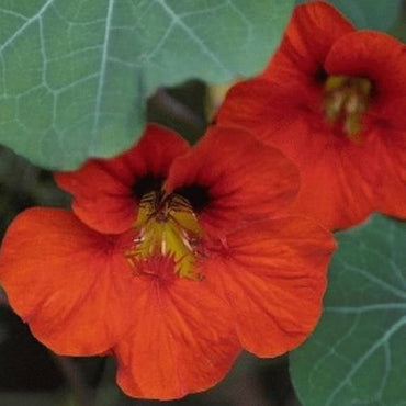Wildflower Nasturtium Mix seeds – colorful, low-maintenance blooms