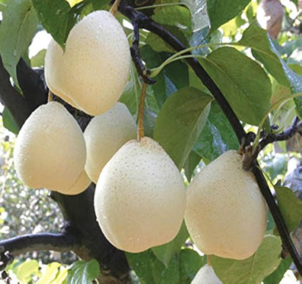 White Chojubai Plant Seeds - Rare and Beautiful Fruit for Your Garden 100 pcs