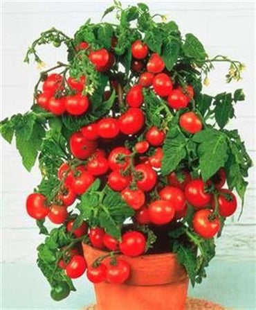 Pot 'n Patio cherry tomato seeds for container-friendly compact growing