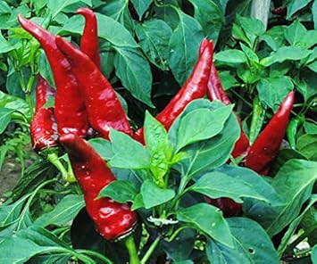 Sweet Hungarian Paprika Seeds for Planting - Heirloom & Non-GMO Seeds