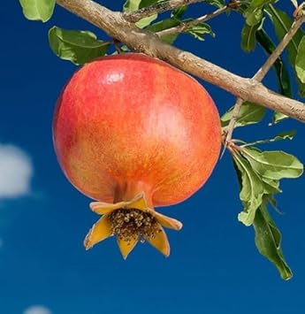 Orange Pomegranate Fruit Seeds for Planting- Juicy & Classic Tart-Sweet Flavor, Heirloom Seeds