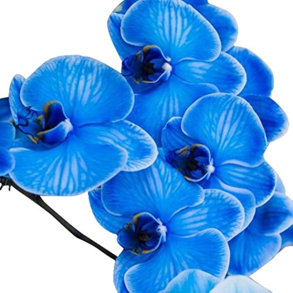 Blue - Orchid for planting in home garden