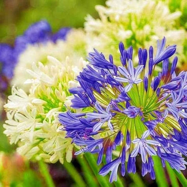 Agapanthus Purple Lily seeds – exotic lily of the Nile for garden borders