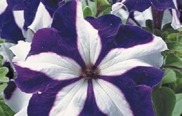 White Blue Star Petunia Seeds for Planting - Heirloom, NON-GMO Flower Seeds - Vibrant Garden Blooms