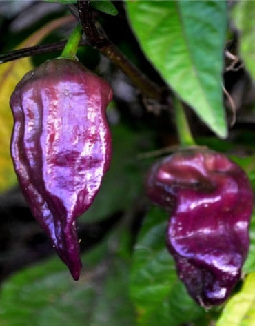 Violette Bhut Jolokia Pepper Capsicum Chinense Vegetable Seeds for Planting in Home Garden and Containers