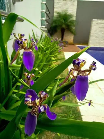 Iris Blume Rare Easy Grow Plant Seeds