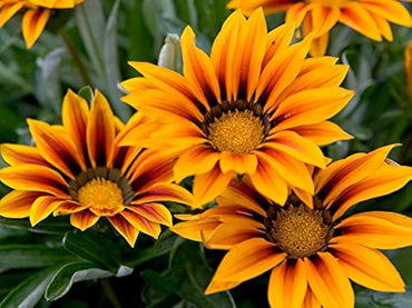 Gazania Daybreak Orange seeds – bright annual blooms for sunny gardens