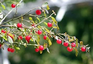Red Huckleberry Fruit Seeds for Planting - Growing Sweet, Wild Berries, Heirloom Seeds