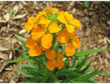 Orange Siberian Flower Seeds for Planting - 100 pcs