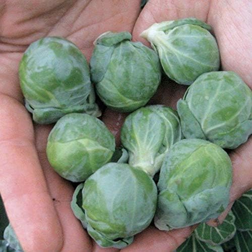 Hestia – Brussels Sprout Seed