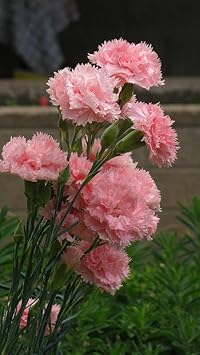 Heirloom Non-GMO Baby Pink Dianthus Flower Seeds for Garden Planting – Fragrant Cottage Blooms