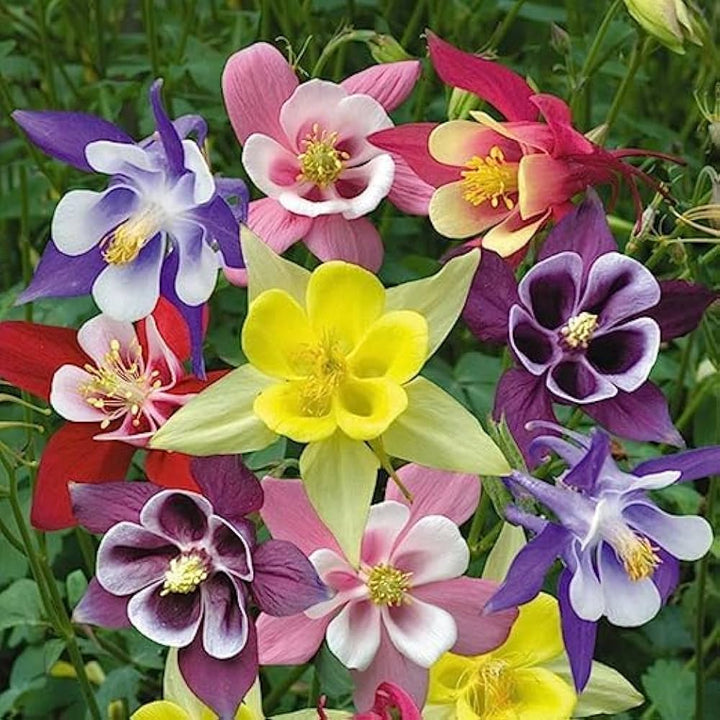 Heirloom Non-GMO Multi-Colored Columbine Flower Seeds for Planting – Vibrant Perennial Seeds