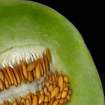 Green Dew Melon Fruit Seeds for Planting and Cultivating Refreshing and Aromatic Melons 100 pcs
