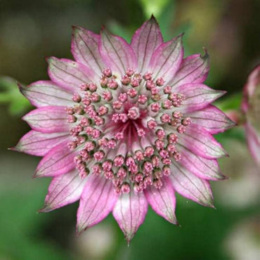 Astrantia Ruby Cloud Astrantia Flower Seeds