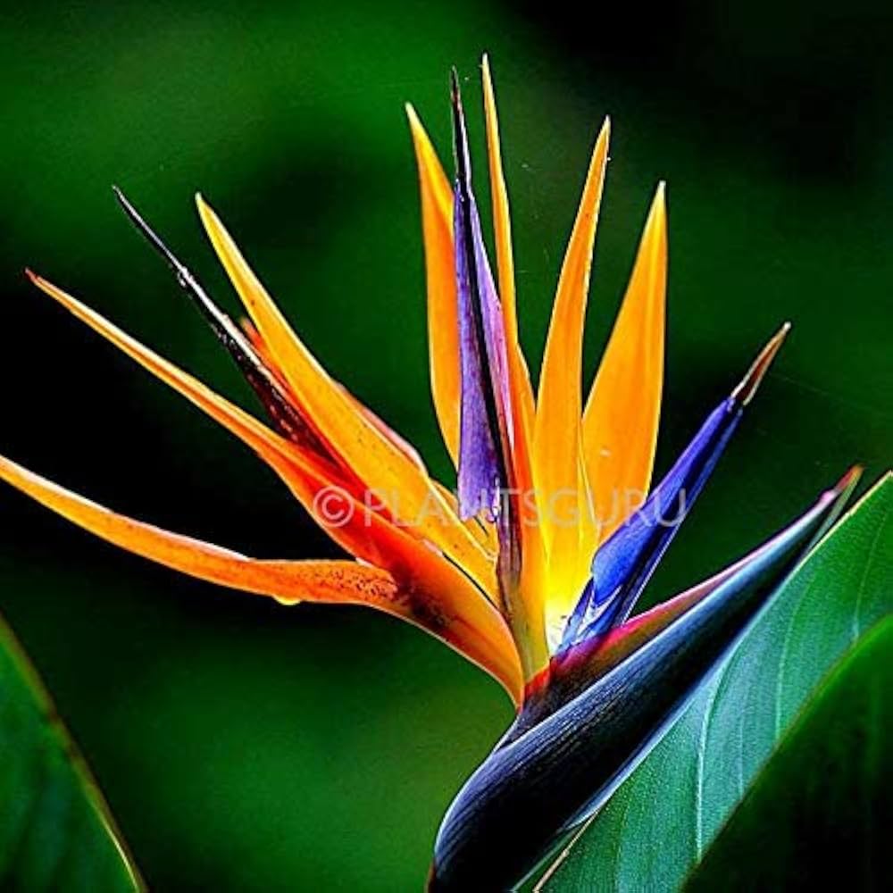 Strelitzia Bird of Paradise Mixed Colors Perennial Flower - for planting in home garden