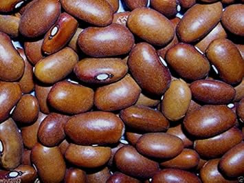 Brown Swedish Beans Vegetable Seeds for Planting, heirloom & Non-GMO Seeds