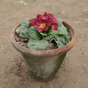 Primula Acaulis Primrose Flower Seeds