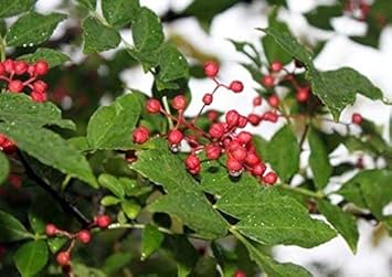 Red Zanthoxylum Vegetable Seeds for Planting - heirloom & Non GMO Seeds