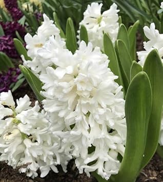 Hyacinthus Orientalis Flower Seeds White for Planting NON GMO Seeds