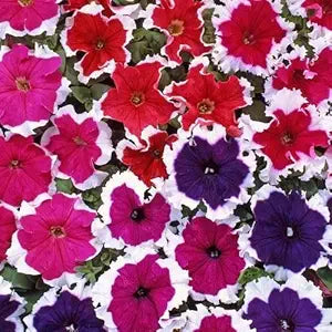 Mixed Color Petunia Flower Seeds for Home & Garden
