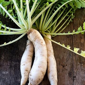 Minowase Vegetable Seeds for Planting, heirloom & Non-GMO Seeds