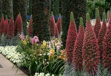 Purple Patterson’s Curse Flower Seeds 100 pcs