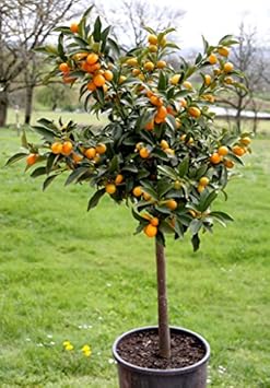 Orange Kumquat Fruit Tree Seeds for Planting and Cultivation – Heirloom Seeds