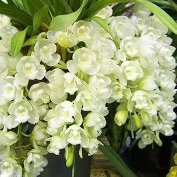 White Cymbidium Orchid Seeds - Heirloom Non-GMO Planting Flower Seeds