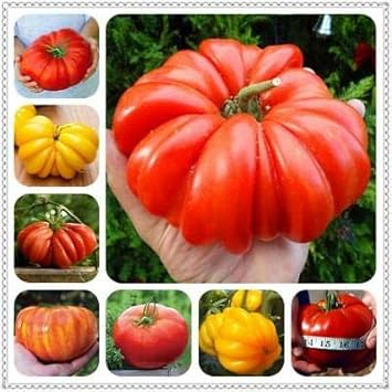 Red Huge Tomato Seeds for Planting - heirloom & Non GMO Seeds