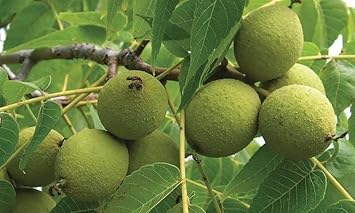 Juglans Hindsii Fruit Seeds for Growing Hardy Walnut Trees 100 pcs