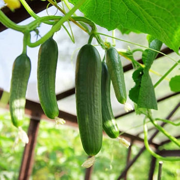 Sweet Cucumber Rare Non-GMO Vegetable Seeds for Home Garden