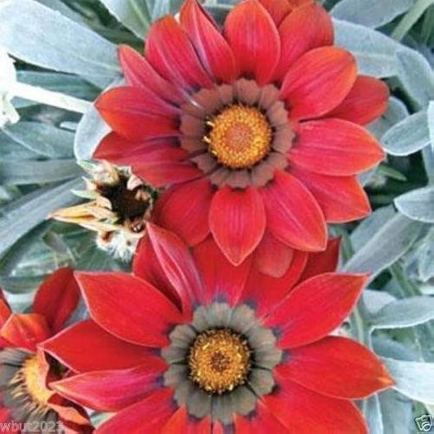 Gazania flower Gazania rigens kiss frosty red seeds for planting in garden beds or sunny balcony planters