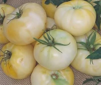 Light Yellow Tomato Solanum lycopersicum seeds for garden planting