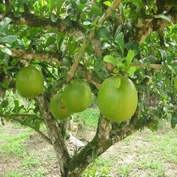 Crescentia Alata Fruit Seeds for Unique & Exotic Tropical Fruit 100 pcs