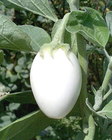 White Eggplant ‘Amburgine’ seeds – Solanum melongena with mild taste