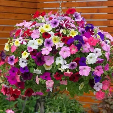 Climbing Petunia Multicolor Petunia Hybrida Flower Seeds for Garden Planting