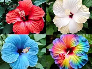 Giant Multicolor Hibiscus Flower Seeds – Outdoor & Bonsai Plant