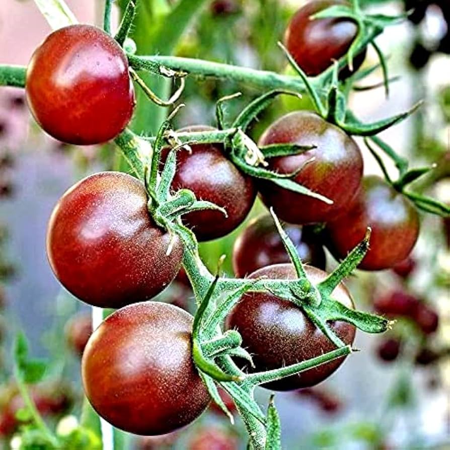 Honkin' Big Black Cherry tomato seeds Lycopersicon lycopersicum for bold sweet bites