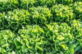 Endive Escarole Vegetable Seeds for Planting heirloom & Non-GMO Seeds