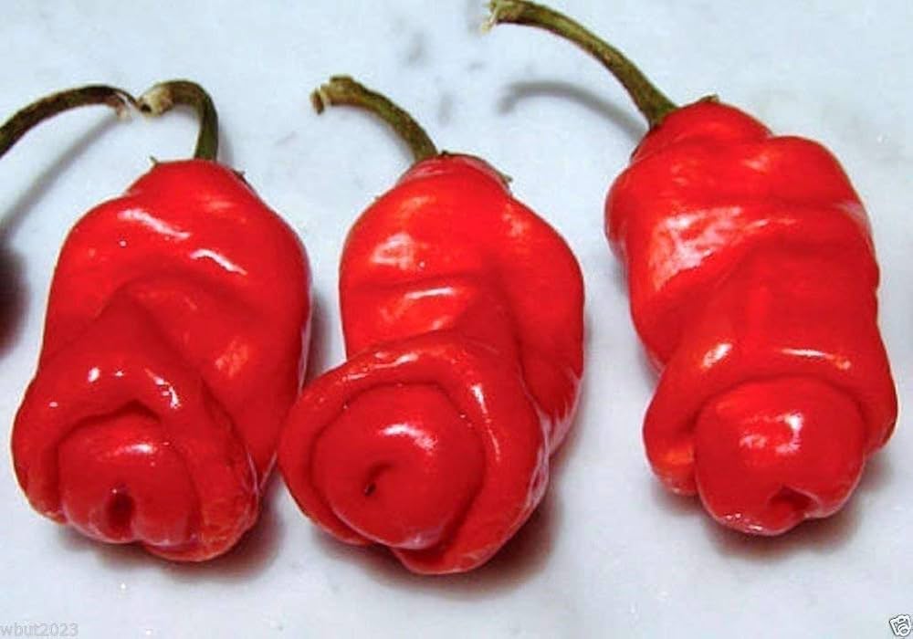 Peter Pepper Red Hot Chili Seeds for Indoor and Garden Planting