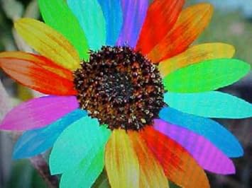 Organic Heirloom Non-GMO Mixed Helianthus Seeds for Planting – Colorful Sunflower Blooms