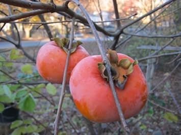 Red Asian Persimmon Fruit Seeds for Planting - Sweet and Nutritious for Your Garden, Heirloom Seeds