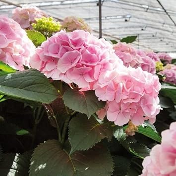 Heirloom Light Pink Hydrangea Flower Seeds, Non-GMO Soft Blooms for Planting