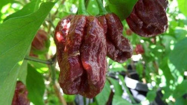 Trinidad 7 Pot Douglah chocolate chili seeds for growing rare hot pepper varieties