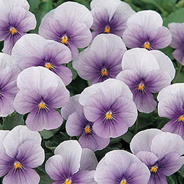 Viola Sorbet ‘Lilac Ice’ flower seeds – annual blooms with icy lilac tones