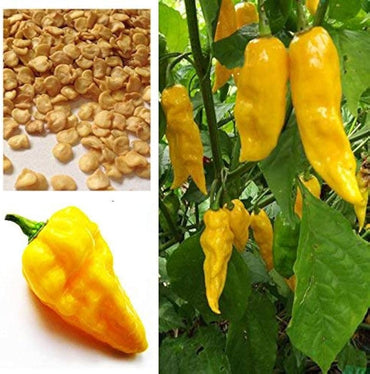 Yellow Devil's Tongue Habanero Hot Pepper Seeds