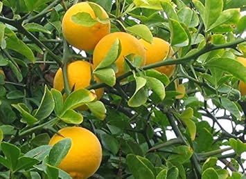 Yellow-Orange Fruit Seeds for Planting - Sweet and Colorful Fruit for Home Harvests